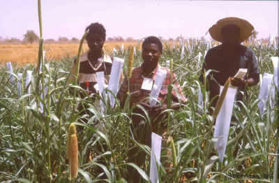 Men in a millet field