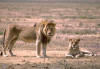 photo of lions