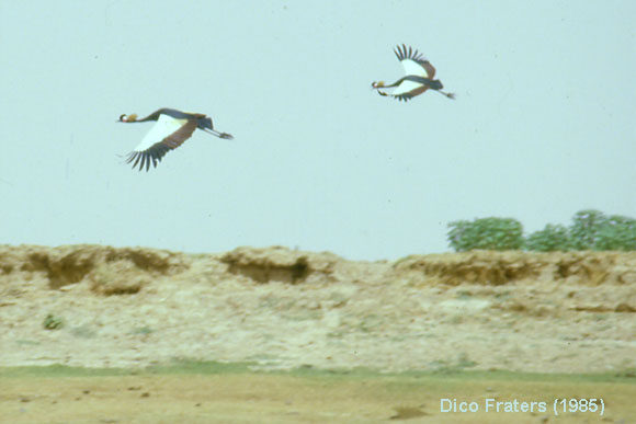 nkaago = Balearica pavonina [black crowned-crane]