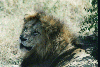 Één leeuw