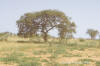 Tree; photo of a tree in a field.