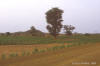 Midden: foto van een Baobab in het midden van een veld.