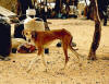 Hond: foto van David Moore van een Azawakh sahel jachthond