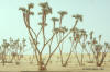 Doum palm; photo of group of doum palms near Niamey, Niger