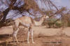 Dromedaris: foto van Camelus dromedarius.