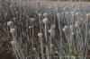 Ui: foto van bloeiende uienplanten.