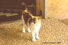 kat: foto van Felis silvestris catus
