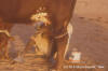 Uier: foto van een uier, terwijl de koe wordt gemolken