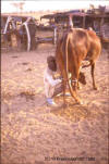 Koe: foto van een man die een koe melkt.