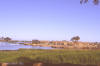 Rice: photo of small rice field on the bank of the Niger river.
