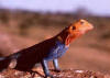 Salamander: foto van een Agama agama.