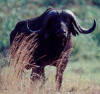Afrikaanse buffel: foto van Cyncerus caffer.
