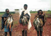 Carp: photo of men showing catched carps.