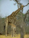 Giraf: foto van Giraffa camelopardalis.