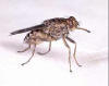 Insect: foto van een tsetsevlieg (Glossina palpalis).