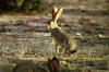 Hare; photo of Lepus capensis