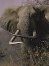 Olifant: foto van een Afrikaanse olifant (Loxodonta africana)
