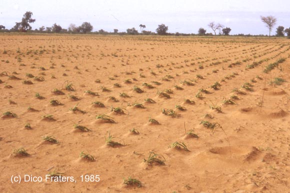 Field with young millet plants just aftersand storm, Sadore Niger