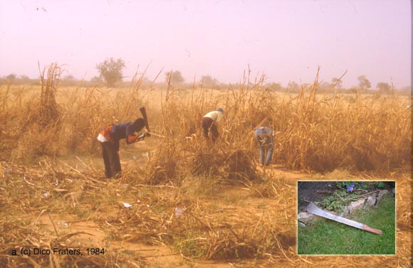 harvest of straw / oogsten van stro
