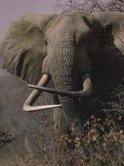 Loxodonta africana / elephant / olifant / ce beeri