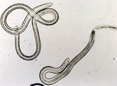 Parafilaria bovicola (runderworm / bovine worm). Go to source. / Ga naar de bron.